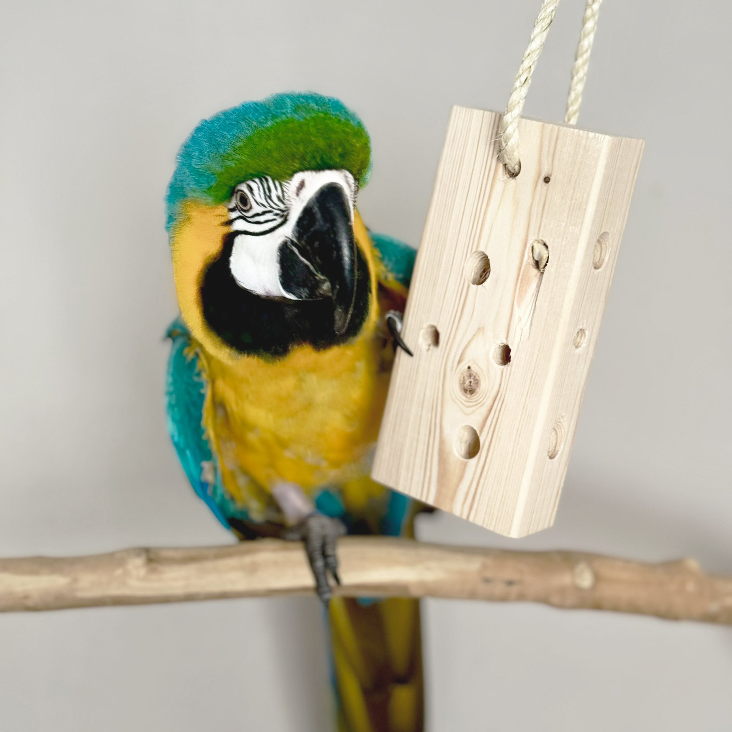 The Foraging Block – Eco Beaks Boutique