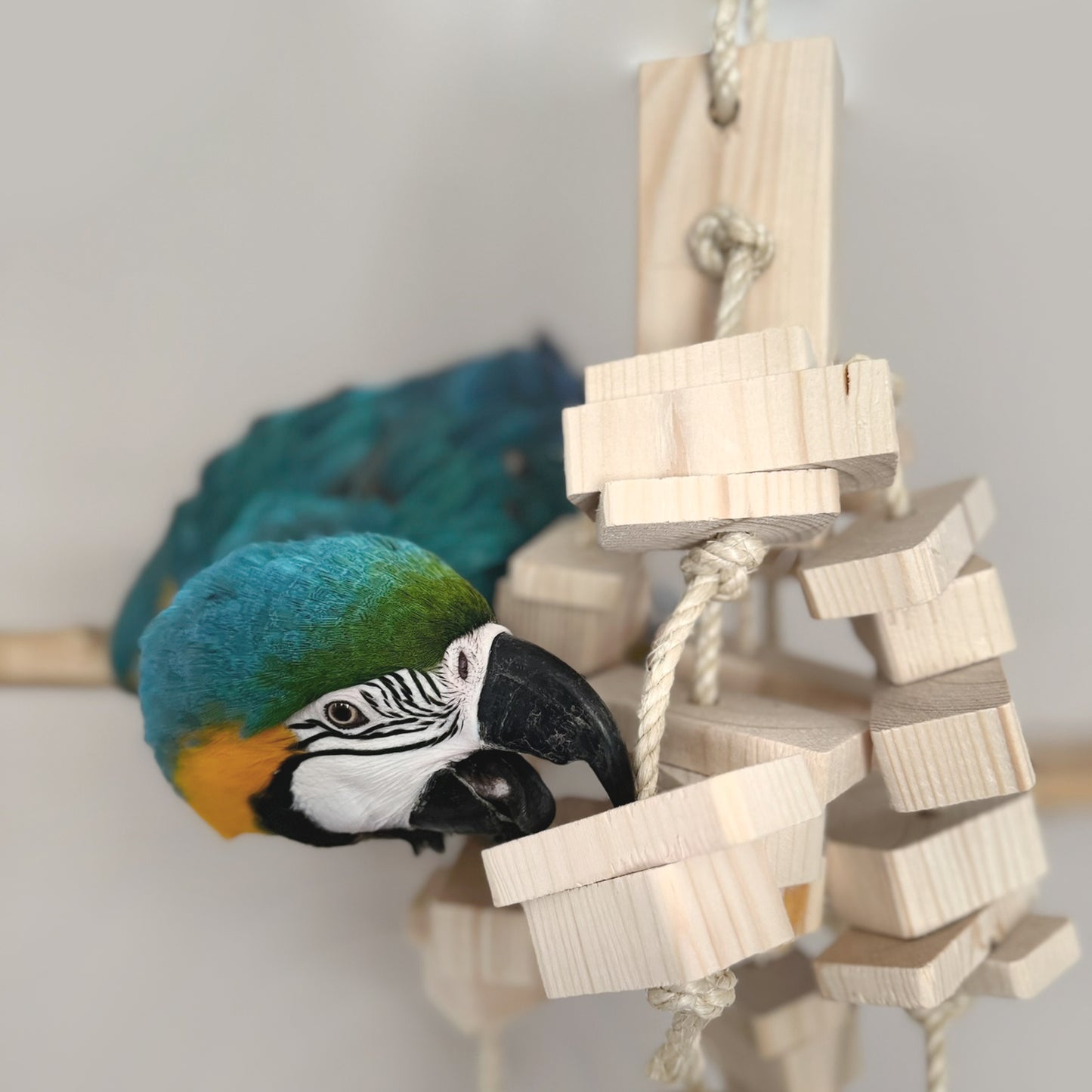 The Standard Natural Wood Toy