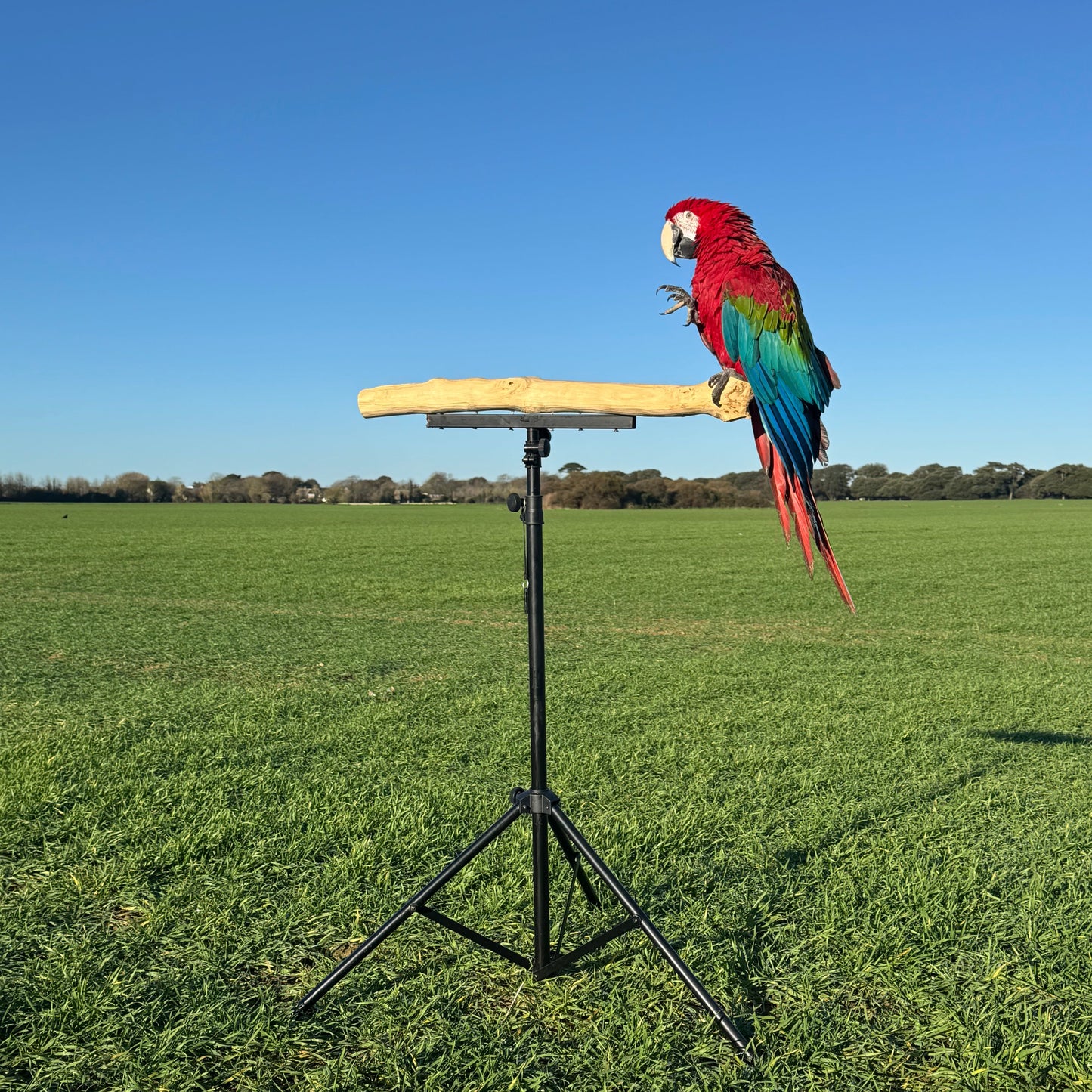 Heavy-Duty Training Perch