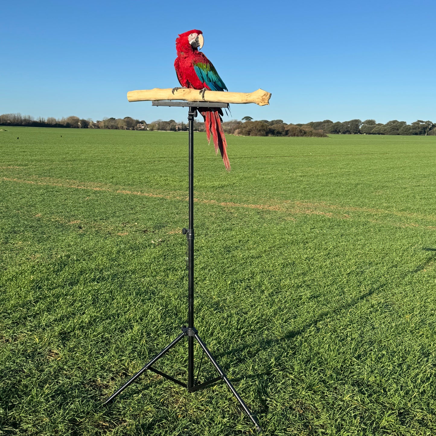 Heavy-Duty Training Perch